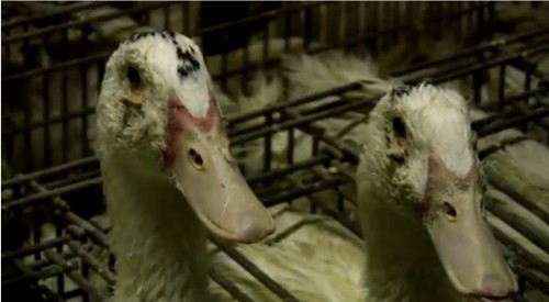 Foie gras production harms welfare of ducks and geese