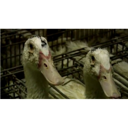 Here’s What to Do if You See Foie Gras on the Menu