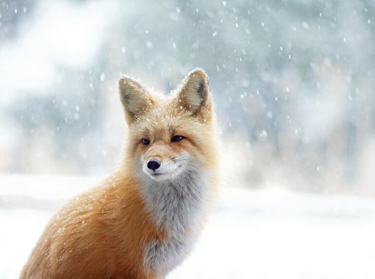 Great News: Winter-Sports Clothing Giant Rossignol Group to Ditch Fur