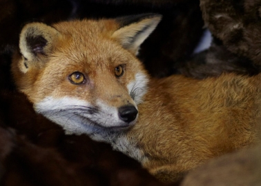 PICS: Foxes Snuggling Up in a Bed of Donated Furs