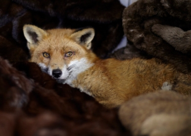 Why We’ve Just Given a London Department Store a Huge Pile of Fur Coats