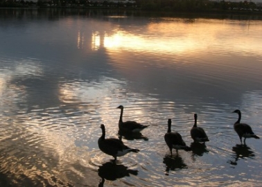 Top Scottish Restaurants Reject Foie Gras