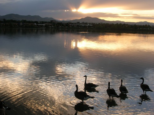 Geese Lake Stock