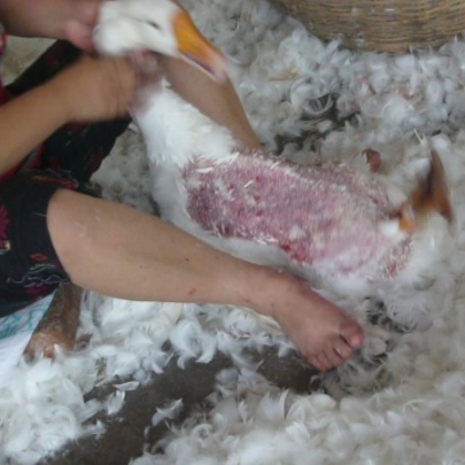 Down: Ducks and Geese Pay the Price