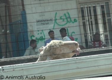 Live Export: Trafficking, Beatings, Broken Legs and Stabbings