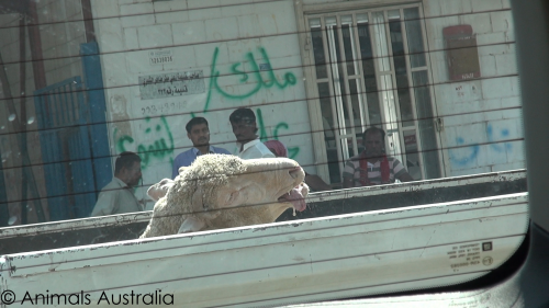 LIve export Australia - sheep