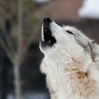 Help Save Finland’s Last Wolves