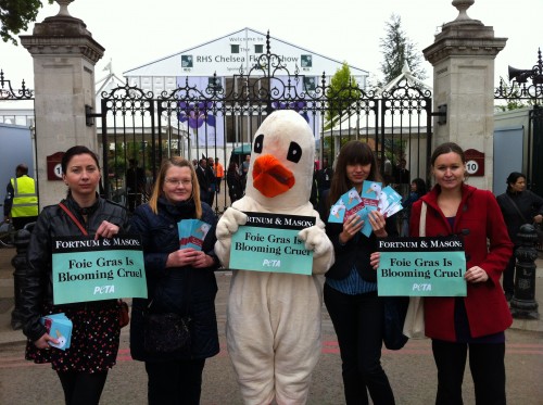 PETA's goose at the Chelsea Flower Show