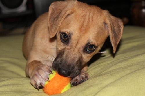 Dogs for indian sales homes