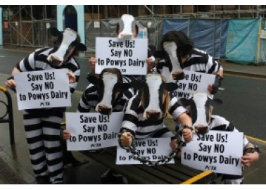 Herd of ‘Cows’ Up in Arms Over Dairy Factory Farm