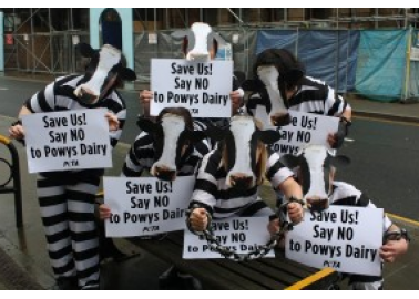 Herd of ‘Cows’ Up in Arms Over Dairy Factory Farm