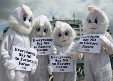 Activist ‘Bunnies’ Slam Applications for Cruel and Archaic Rabbit Farms