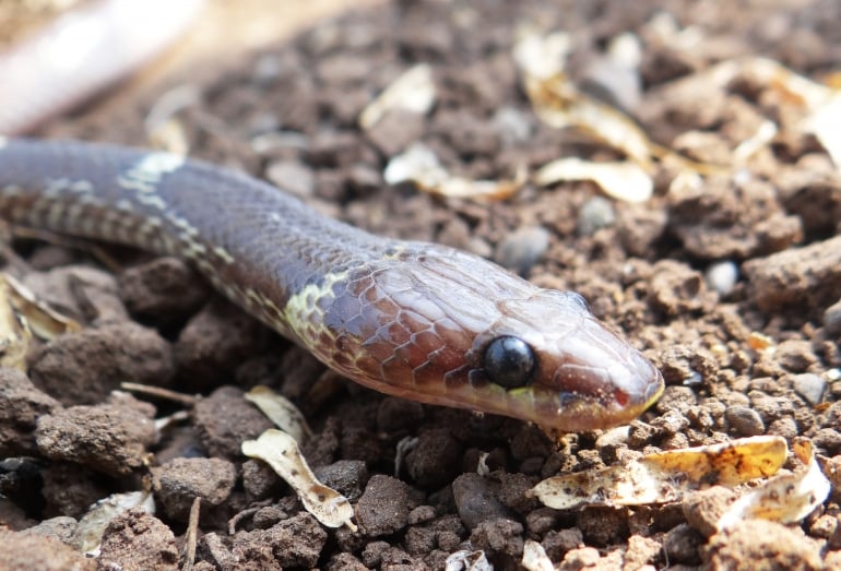 Image 1 (snake portrait from Animal Rahat)