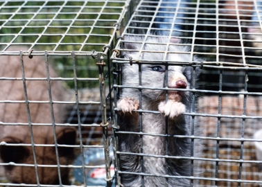 Fur Is Dead! 95 Per Cent of London Fashion Week Designers Are Fur-Free