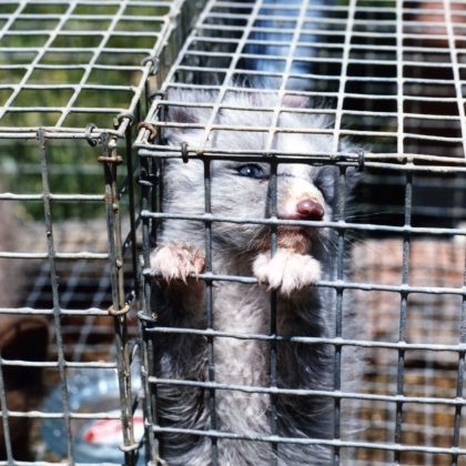 The Barbaric Fur Trade