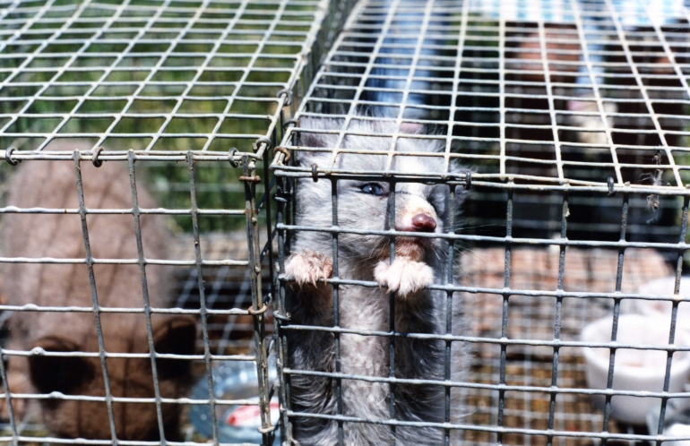 Baby animal in fur farm cage