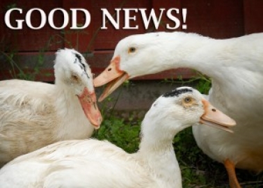 GOOD NEWS: India Bans the Sale of Foie Gras!