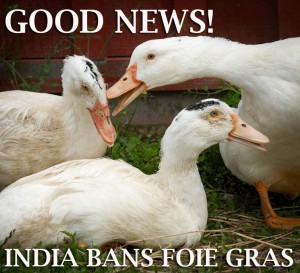 India Geese