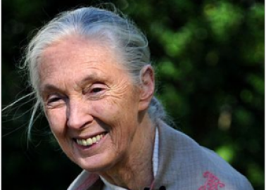 Dr Jane Goodall Calls On Air France to Stop Cruel Monkey Business