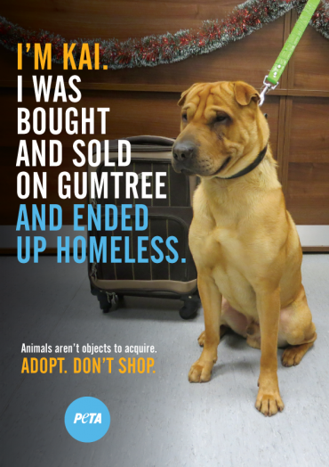 Kai the dog, abandoned after Gumtree exchange