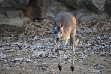 Kangaroo hopping at the Hangzhou Zoo, Zhejiang Province, China.