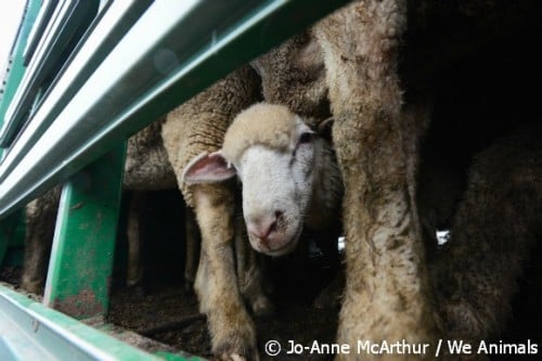 Cruel and stressful transport of animals in the wool industry