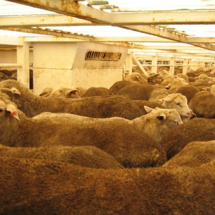 Animals Used for Wool