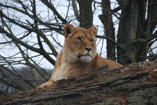 Lioness and cubs were put down at Longleat Safari Park