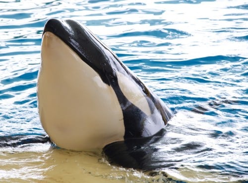 Loro Parque Orca CC