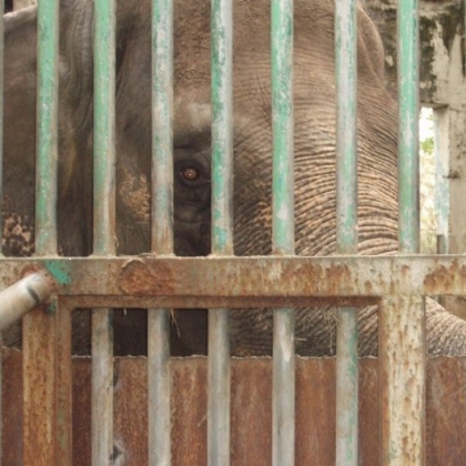 Please Expedite Mali’s Transfer to a Sanctuary in Thailand