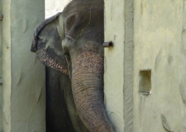 The Manila Zoo Has Failed Mali