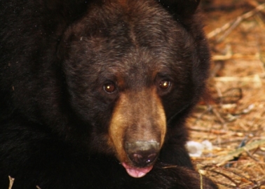 PETA Adopts a Bear as a Wedding Gift for the Royal Couple