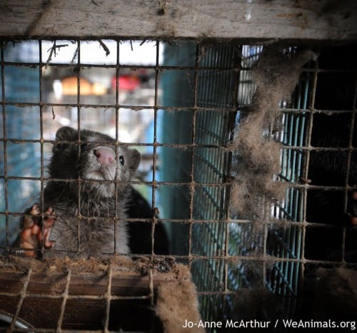 Minks suffer in tiny cages before being skinned for fur