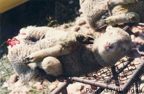 Sheep are routinely mutilated by Australian wool farmerd