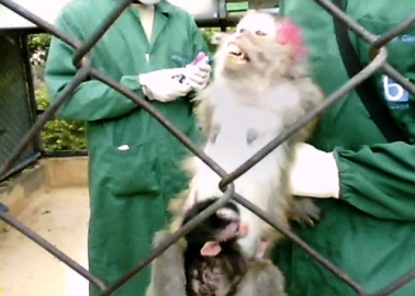 Inside Experimenters’ Monkey ‘Factory Farm’