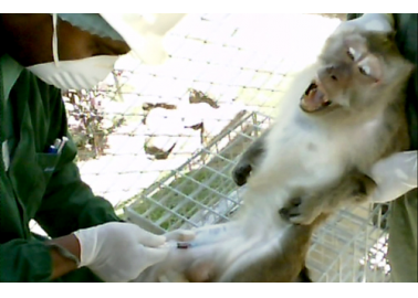 Stop Air France From Shipping Monkeys to Their Deaths!