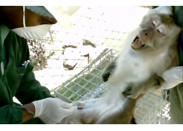 Stop Air France From Shipping Monkeys to Their Deaths!