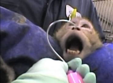Animal testing on baby monkeys