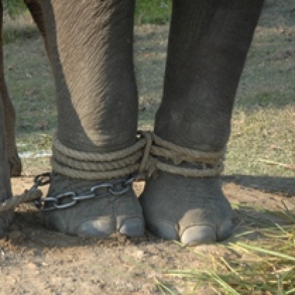 Cruel Training of Nepal Elephants Exposed