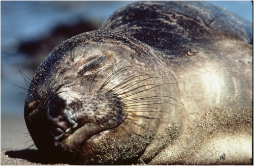 Seal