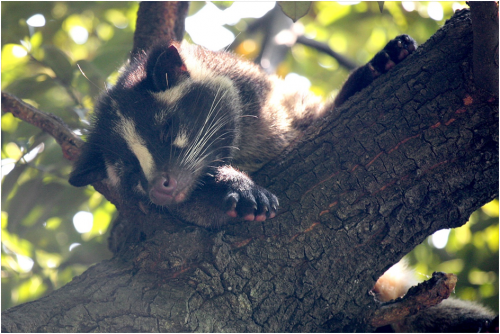 Palm Civet