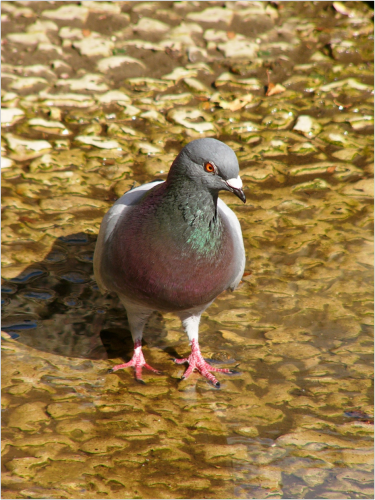 Pigeon