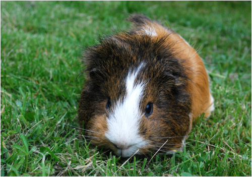 Guinea Pig