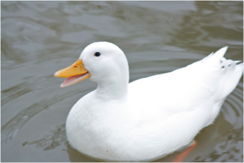 Duck