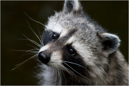 Raccoon