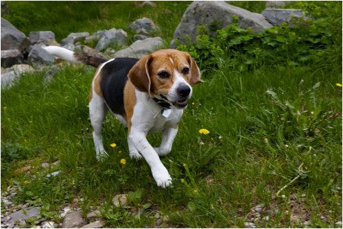 Beagle