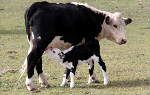 Cow and calf