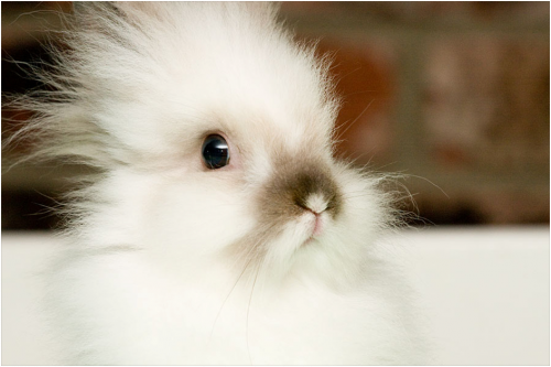 Angora rabbit