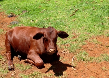 See Eye-Opening Environmental Documentary ‘Cowspiracy’ in London