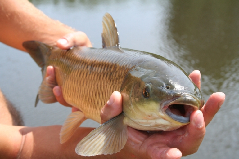 Angling carp caught